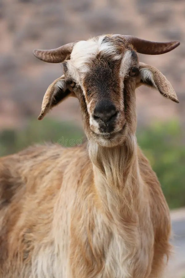 🌿🐐 Chèvre Bio – Élevage Traditionnel Naturel 🐐🌿