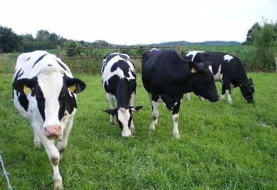 🌿🐄 Bœuf / Vache Bio – Élevage Naturel 🐄🌿