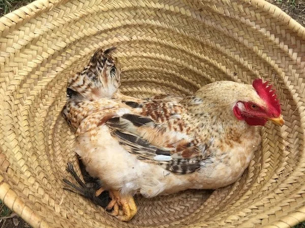 🌿🐓 Coq Beldi Bio (1.5 KG) 🐓🌿