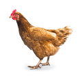 Poulets bio et beldi (1.5 KG)