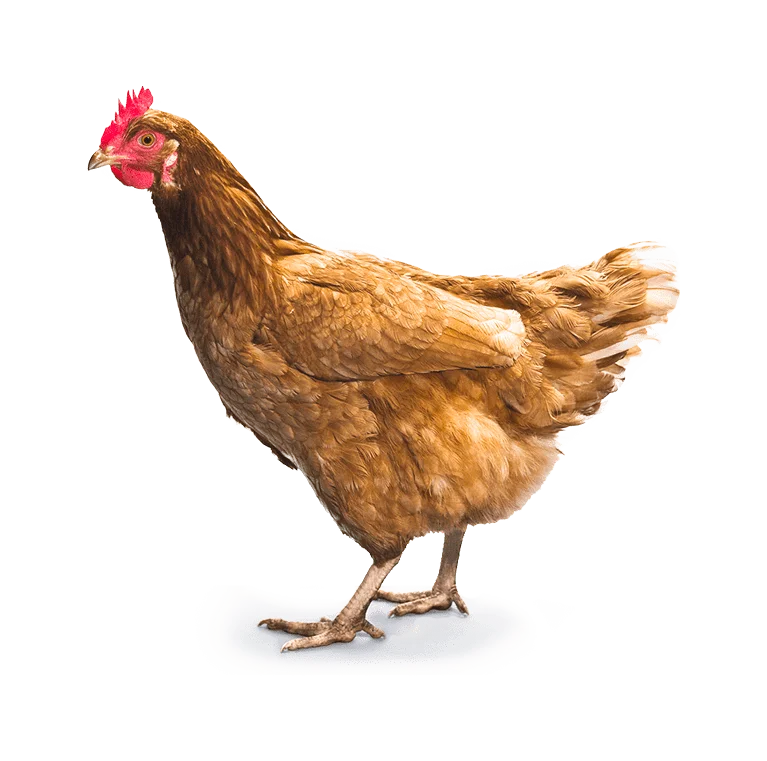 Poulets bio et beldi (1.5 KG)